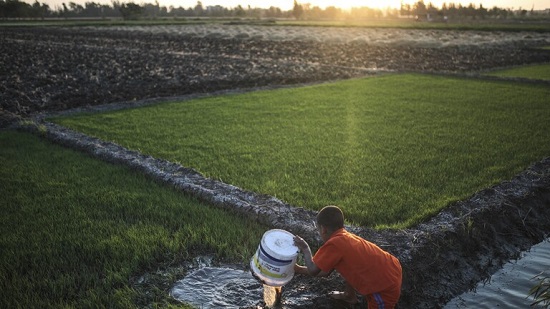 زراعة الأرز في مصر