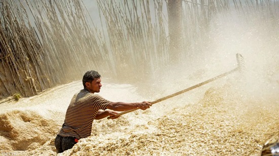 مصر تدرس إضافة الهند كمنشأ لاستيراد القمح هذا الشهر