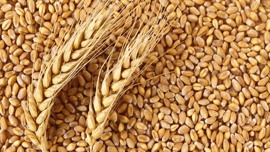  محصول القمح في تصنيع الفريك 