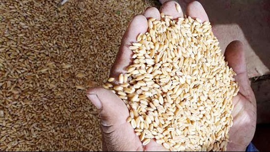 عاجل.. إحالة 20 مزارع للنيابة بتهمة استغلال محصول القمح في الفريك