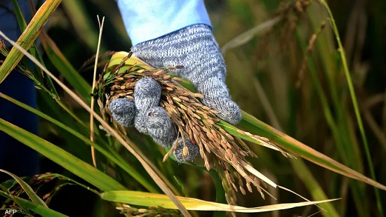 مصر تسعى للمركز رقم واحد في إنتاج الأرز عالميا