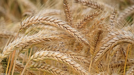 مصر تسعى لتعزيز مخزوناتها من القمح