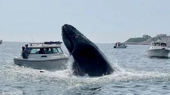 الحوت ألقى جسده الثقيل على القارب