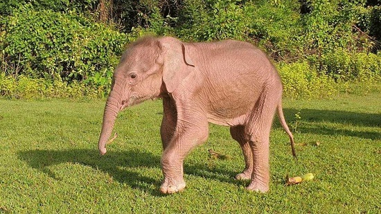 ولادةٌ نادرة لفيل أبيض في بورما