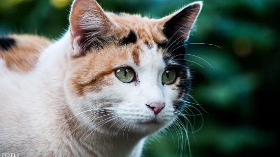 القطة من فصيلة كاليكو المعروفة بفروها المتعدد الألوان