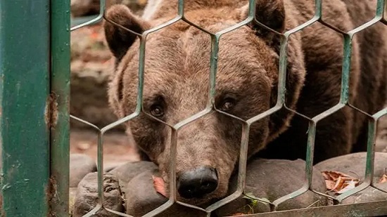 أوكرانية تخاطر بحياتها لإنقاذ الحيوانات البرية من الحرب