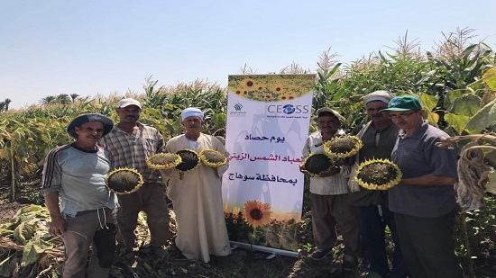 الهيئة الإنجيلية تحقق نجاحًا في نموذج الزراعة التعاقدية بصعيد مصر