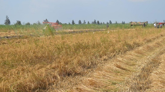 محصول الأرز