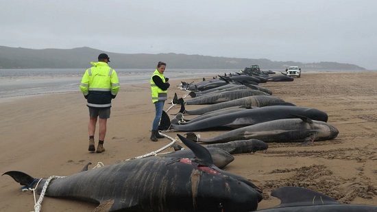 المنقذون الأستراليون يسابقون الوقت لإنقاذ الحيتان الطيارة الجانحة