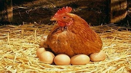 البيض و الفراخ