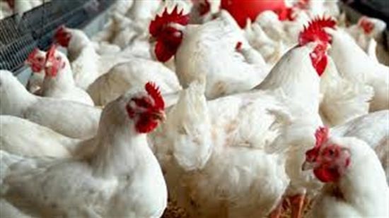 فيديو.. اتحاد الدواجن يستغيث: ملايين الدجاجات مهددة بالموت يوميا.. يجب توفير الخامات