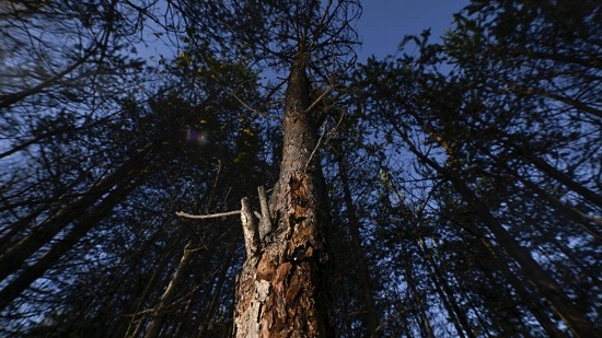ندوب تغطي الأشجار بسبب خنفساء لحاء التنوب في كامبو، فنلندا
