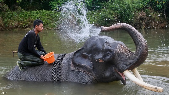 الفيلة تتعرض لصيد جائر من أجل الحصول على العاج