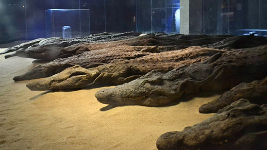 متحف التمساح بأسوان 