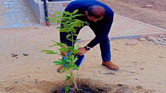 زراعة أشجار مثمرة ببني حرام بمركز ديرمواس بالمنيا