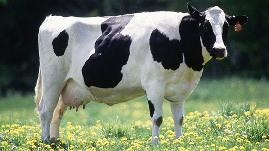 بعد ظهور جنون البقر.. الزراعة تبحث تعليق استيراد اللحوم من البرازيل