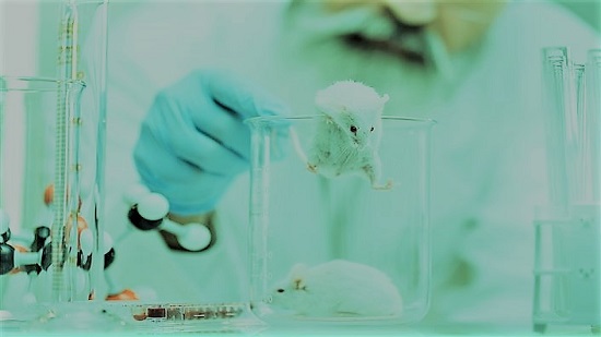 بعد ولادة 7 فئران من ذكرين.. علماء يكشفون موعد تطبيق الأمر على البشر