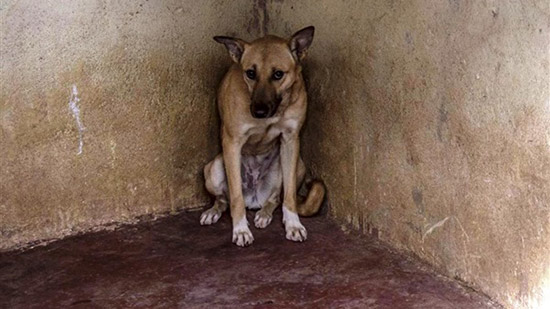 حبس متهم بتعذيب كلب في العمرانية
