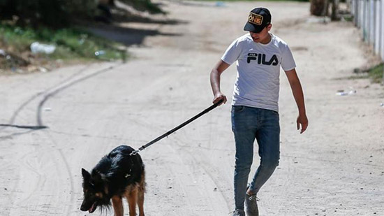 حظر اصطحاب الكلاب في الشارع لمن يقل عمره عن 18 عامًا