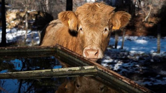 الأبقار مهددة بمرض فيروسي تمدد إلى أوروبا بسبب تغير المناخ