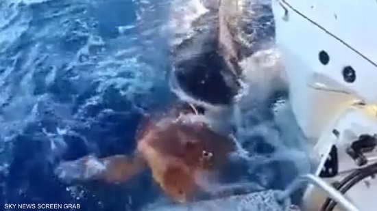 لحظة دفع القرش للسلحفاة على متن القارب