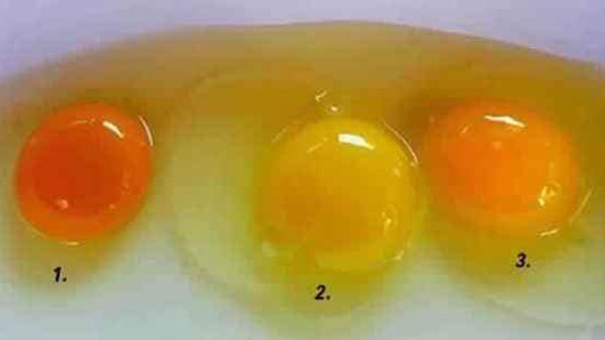 لون صفار البيض وعلاقته بجودة البيض ونوعية الطعام الذي تغذت عليه الدجاجة..