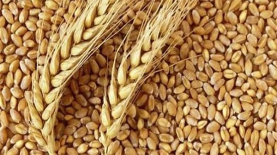  الحكومة تكشف حقيقة تعثر مصر في سداد مدفوعات وارداتها من القمح المستورد