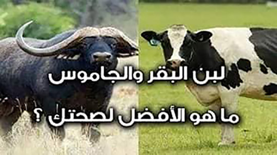 أيهما أفضل «اللبن الجاموسي» أم «البقري»؟